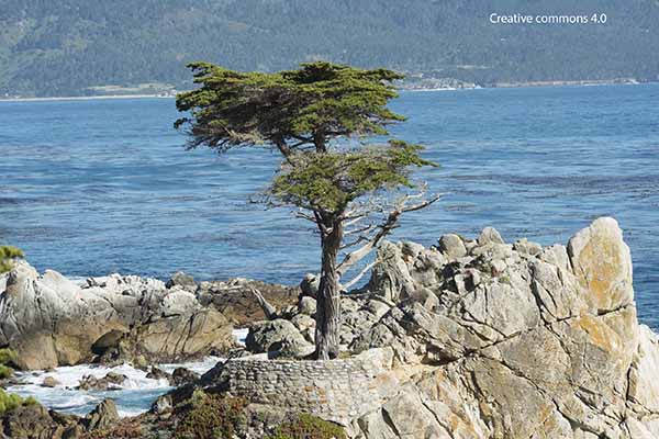 Lone Cypres, 17 Mile DRive