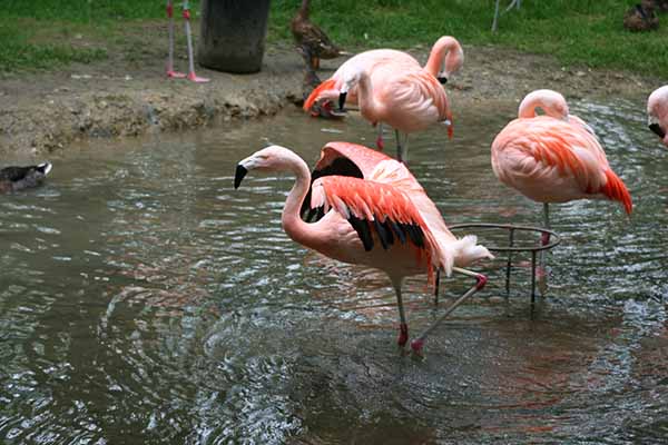 Flamingos at Birdland