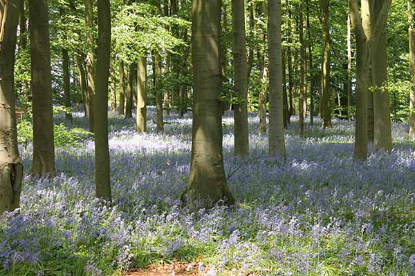 Coton Manor bluebell woods