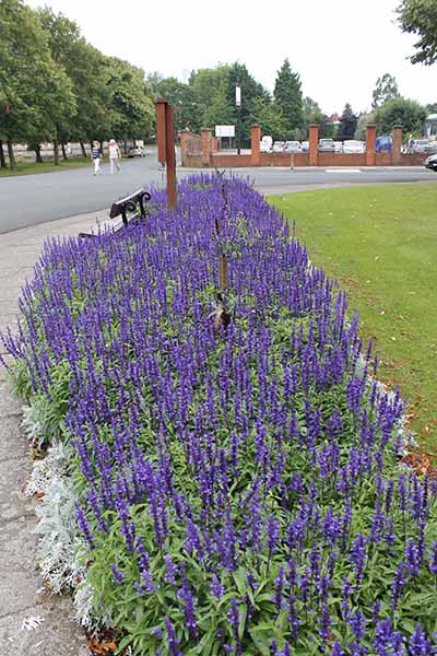 LAvender n Port Sunlight