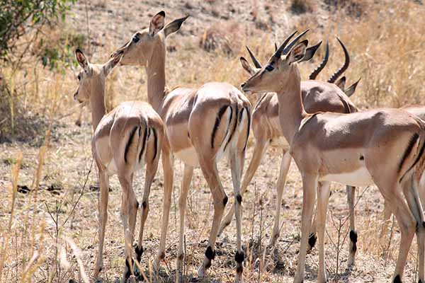 Impalas at Kruger national park
