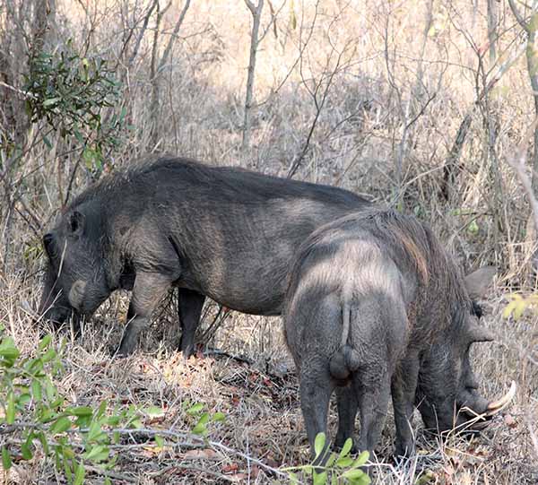 Warthogs at Kruger National Park