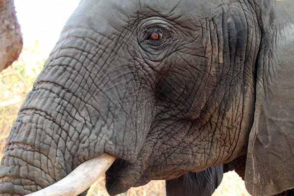 Elephant Whisperers