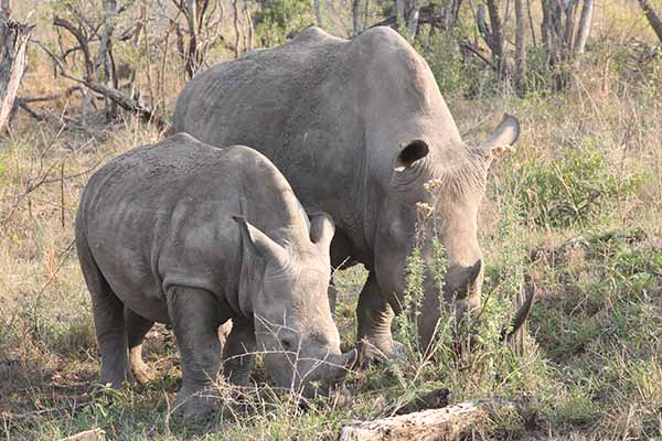 White rhino at the Hluhluwe-iMfolozi game reserve