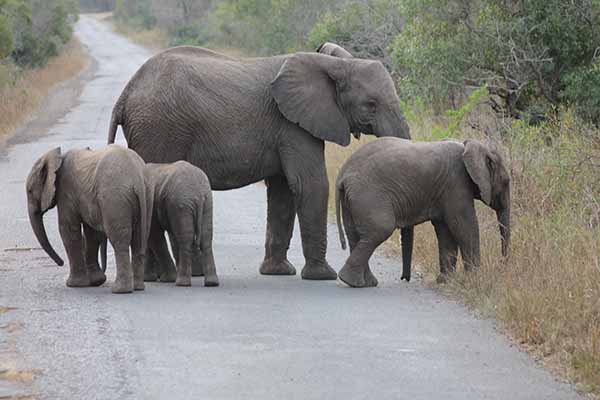 Elephant family at the Hluhluwe-iMfolozi game reserve