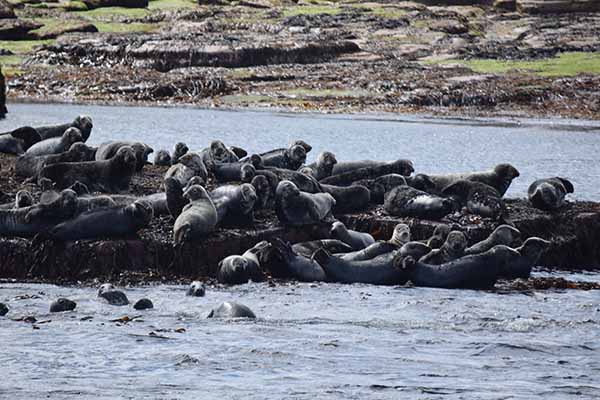 Basking seals in Orkney