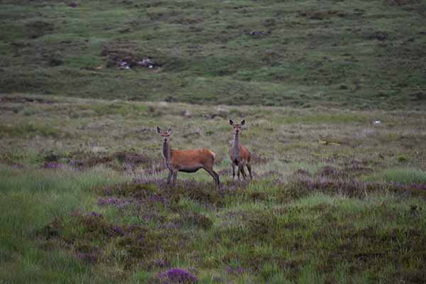 Red deer in the HIghlands