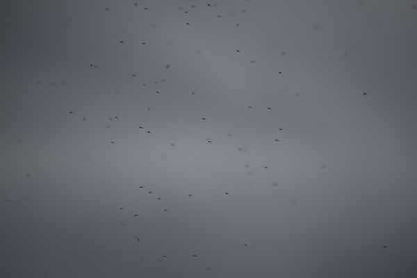 Midges, thousands of them