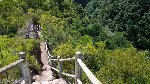 Forest trail in La Palma