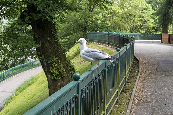 Aberdeen park