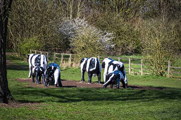 Concrete cows Milton Keynes