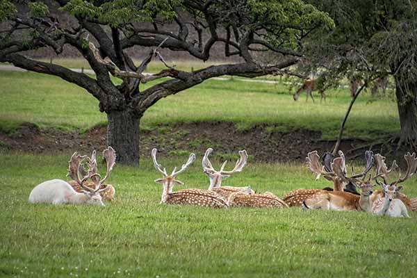 Woburn Deer Park