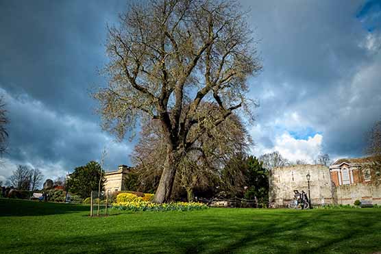 Museum Gardens York