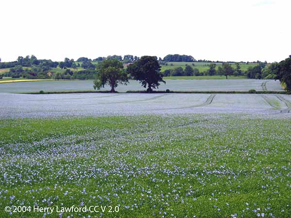 Linseed field in the Cotswolds